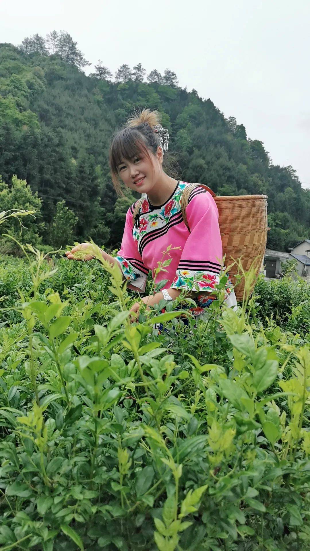 寻找最美莓茶姑娘田三三片片茶叶分外香便是人间好时光