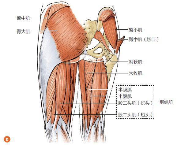 如果膝关节完全伸展,股四头肌同时屈髋,那么不仅可以使步幅最大化