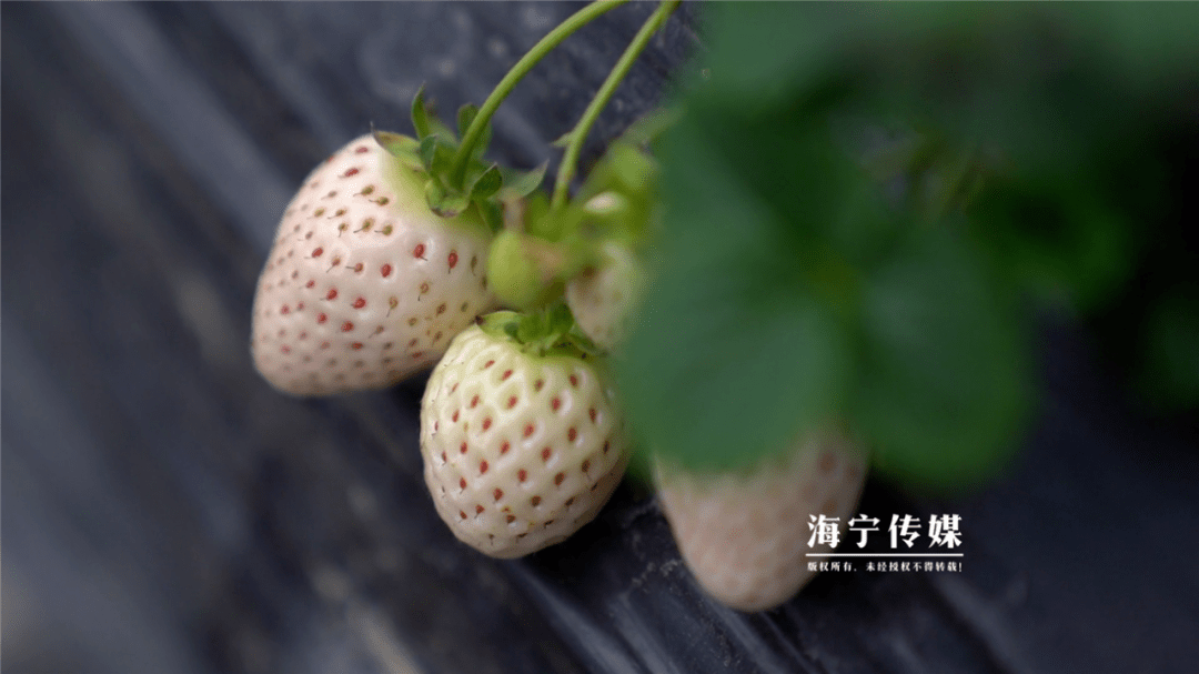 "京郊小白"草莓表皮是红色夹杂着乳白色,成熟度再高也不会全红,内芯是