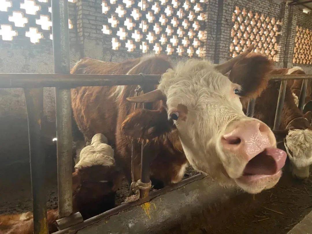 致富路上的领头牛