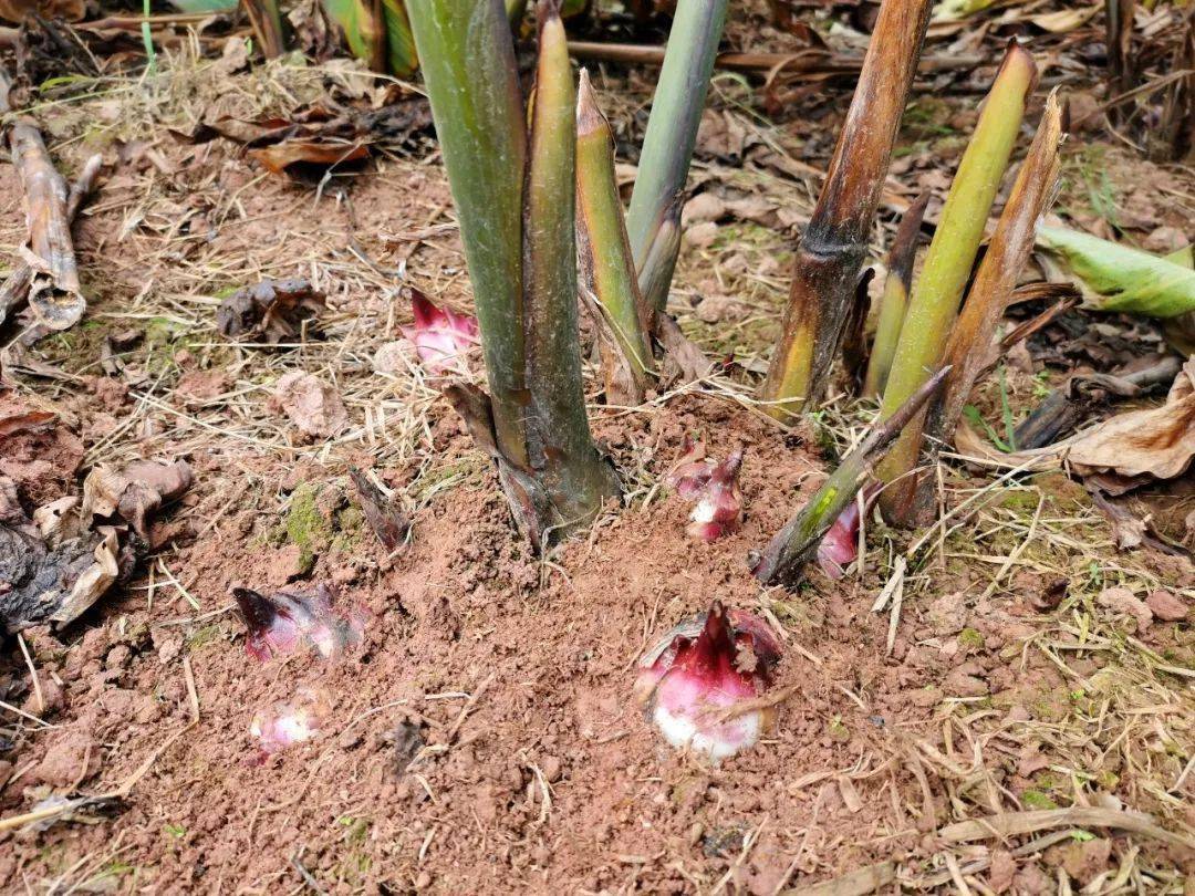 蕉藕,为蕉科植物,因其枝叶酷似芭蕉,根块像芋头,所以又叫芭蕉芋,美人