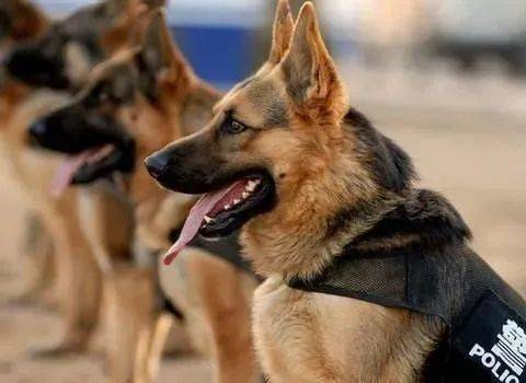 當普通狗狗看到警犬時，會覺得是警察來了嗎？ 萌趣萌寵 第10张