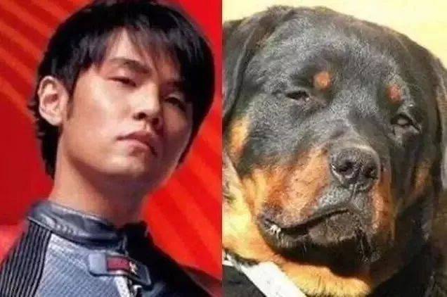 楊丞琳曬出一張照片引起全網爆笑：這是李榮浩的娃嗎？哈哈哈哈哈！ 萌趣萌寵 第29张