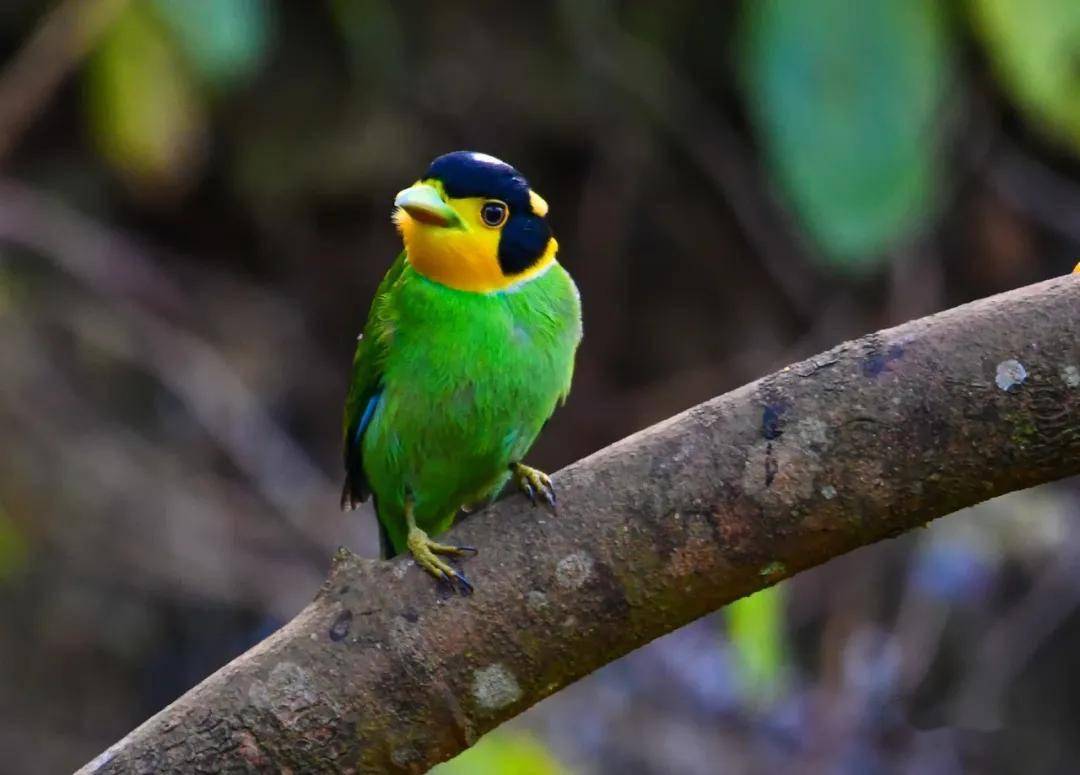 这种戴着安全帽的鸟儿你见过吗