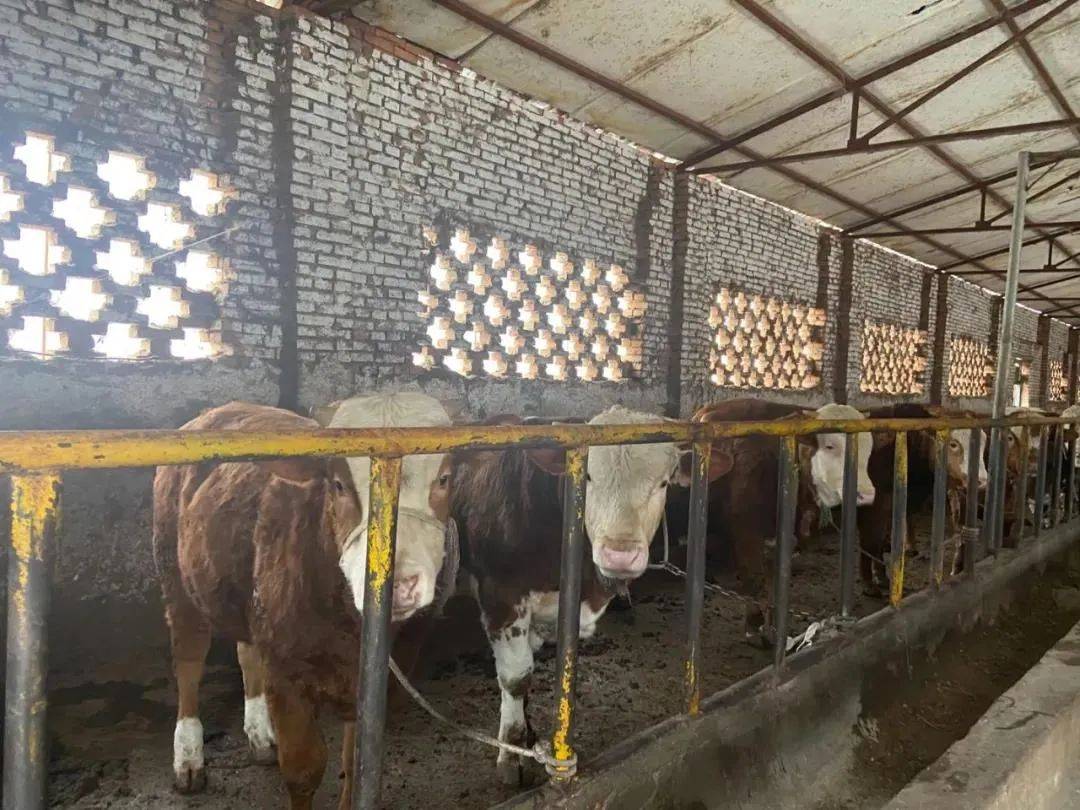 致富路上的领头牛