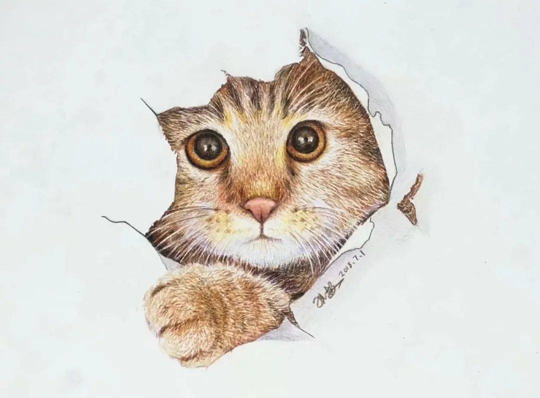 彩铅动物教程| 画笔下的可爱猫咪，也让猫奴爱不释手！_手机搜狐网