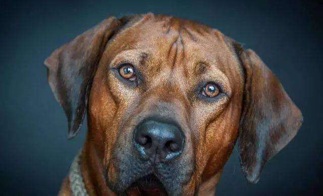 狗狗喜欢保护食物保护食物是狗狗的一种本能.