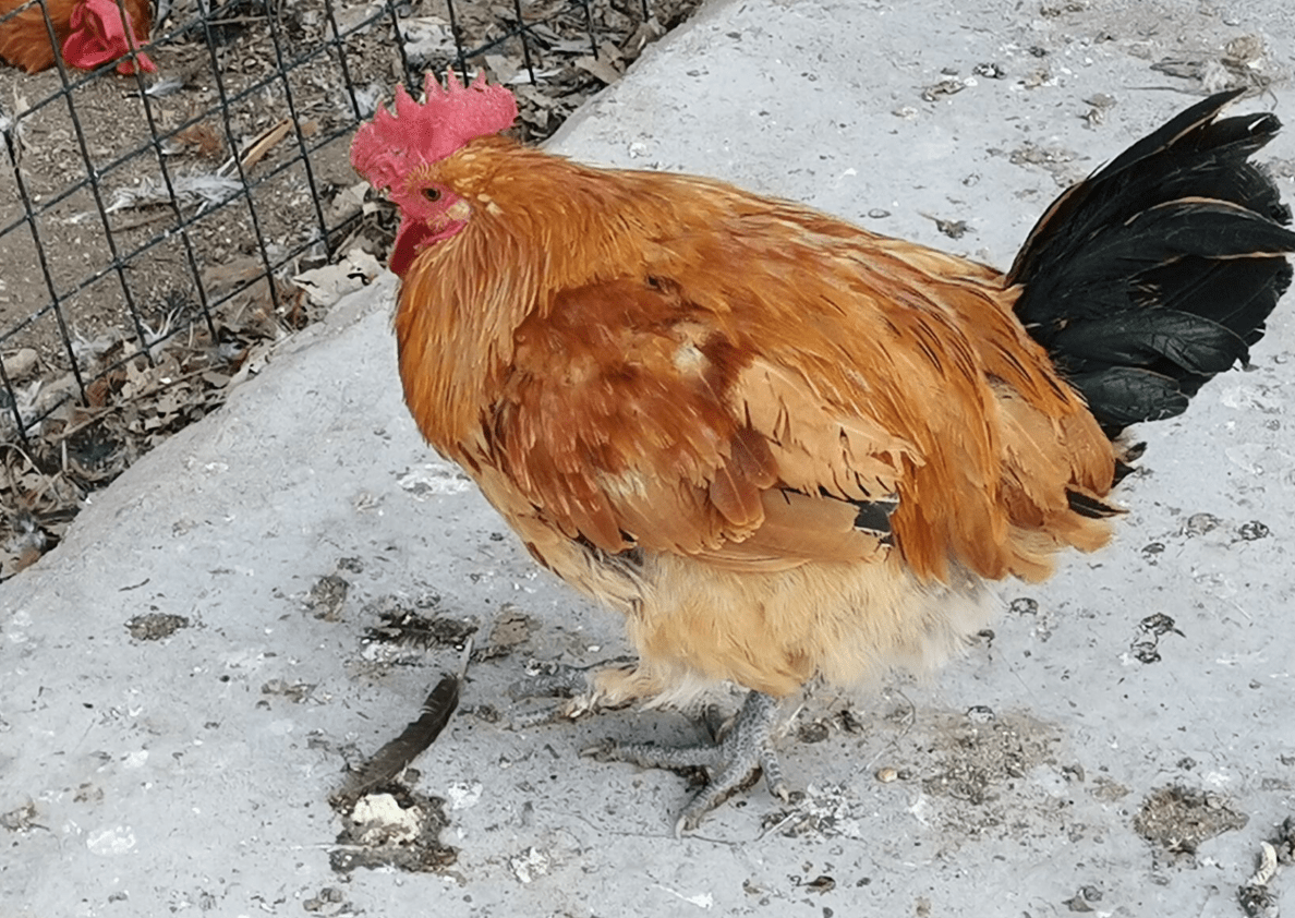 枣庄小伙卖散养大公鸡100块钱3只有人从济南临沂开车来买