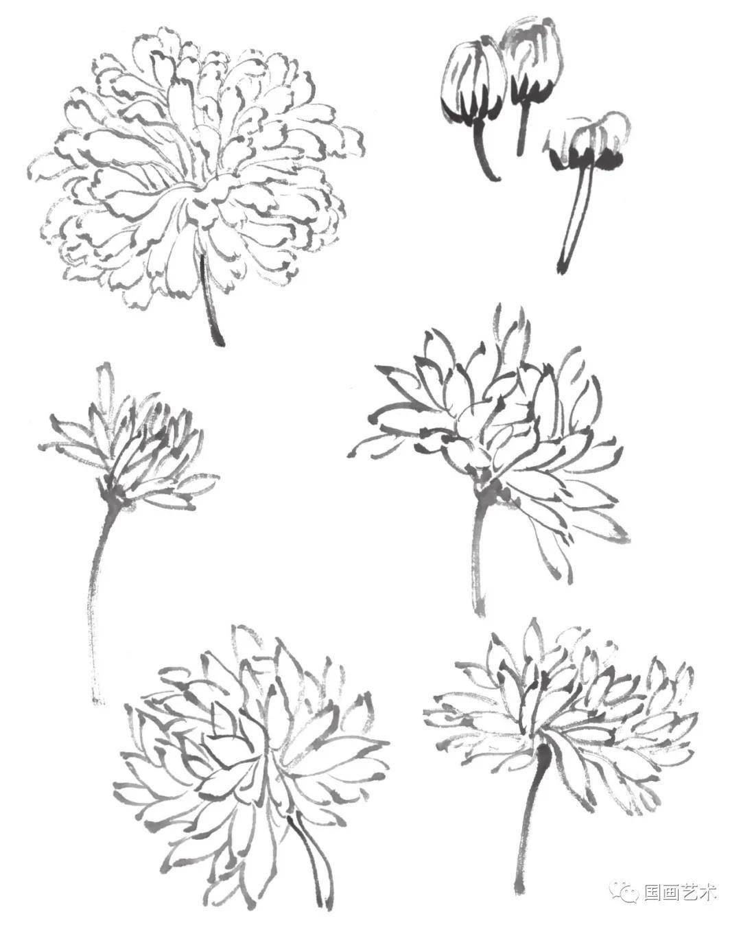 图文教程简单易学的写意菊花菊叶画法步骤