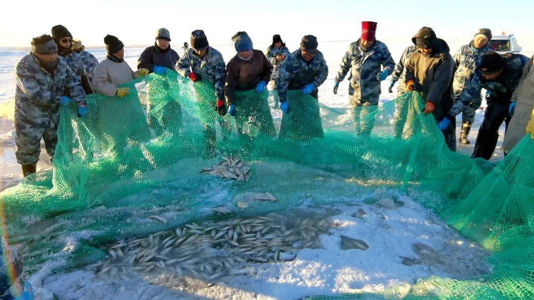 体验45厘米厚的冰面捕鱼内蒙古达里湖的冬捕太震撼了
