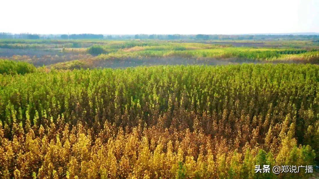 郑州18年经济总量_郑州经济开发区(3)