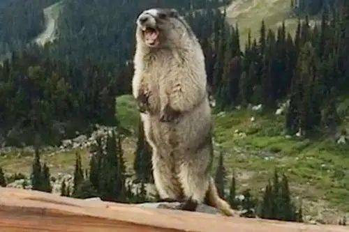 
朋侪 自带BGM的图文你见过没 【BJL平台集团】(图6)