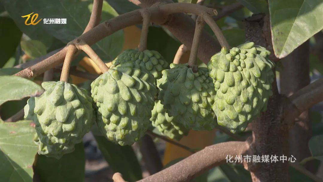 释迦果进入膨果期预计春节前后可采摘