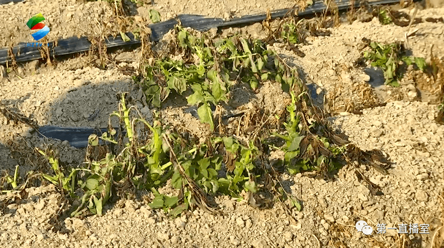 惠东农民不容易青枣园结冰多片菜地冻伤