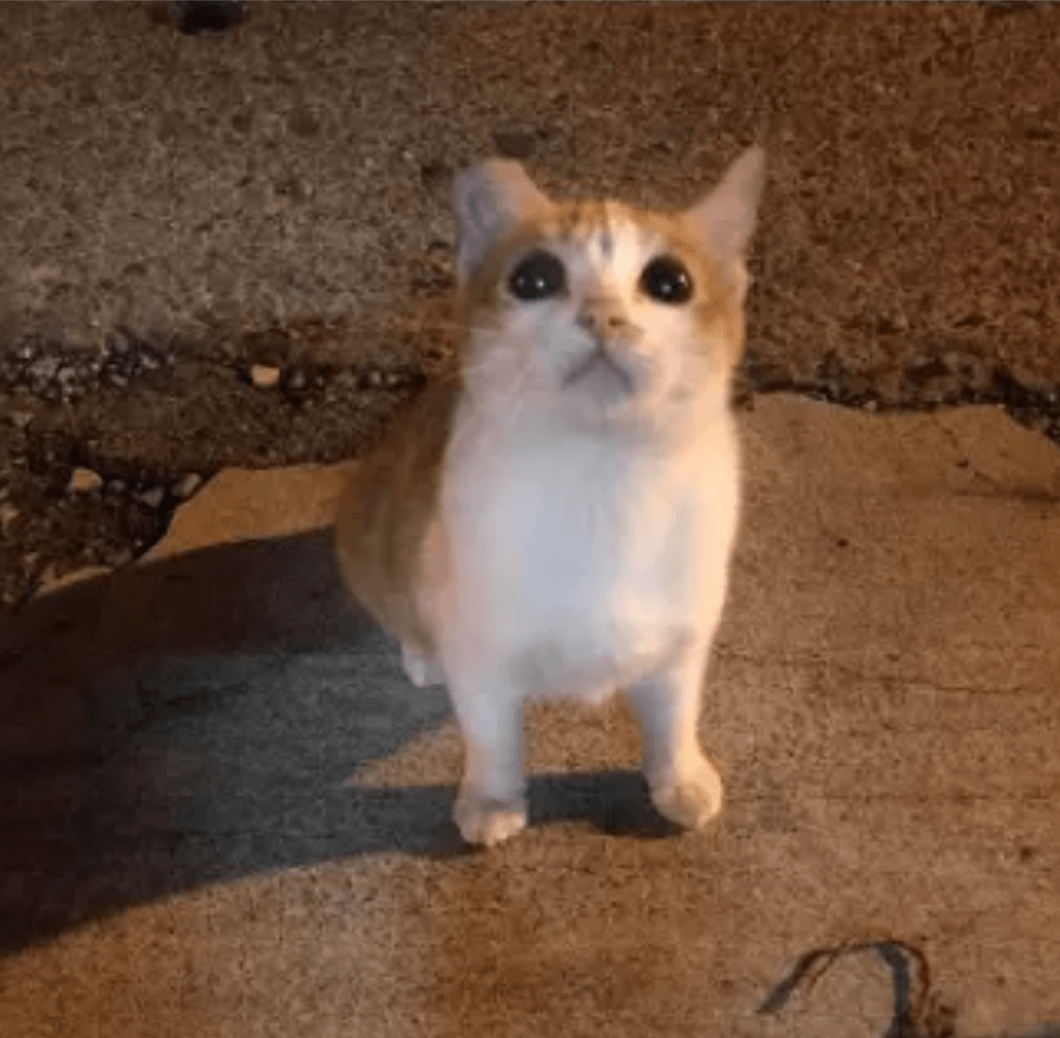 骗到手就不要?小猫咪果然就是骗身骗心的渣猫!_姐姐