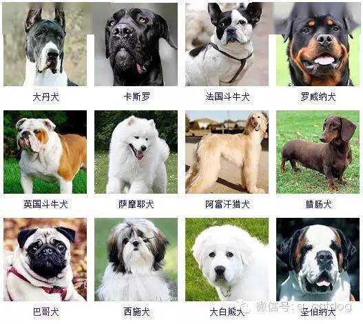 
178种狗狗 你认识几多？“开云”(图2)