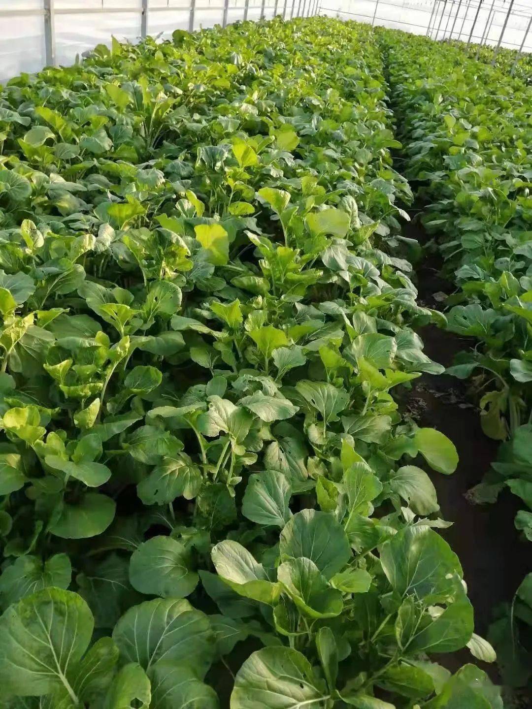 67紫菜薹:67 "腊味"十足的仪征传统"土菜"