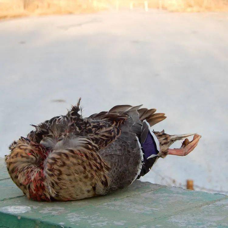 这只绿头鸭内脏被掏空,头部也没了,死状凄惨,谁是凶手?