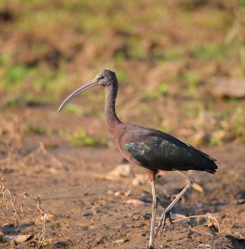 云南发现珍稀物种彩鹮绝迹物种频频重现难道是生命在轮回