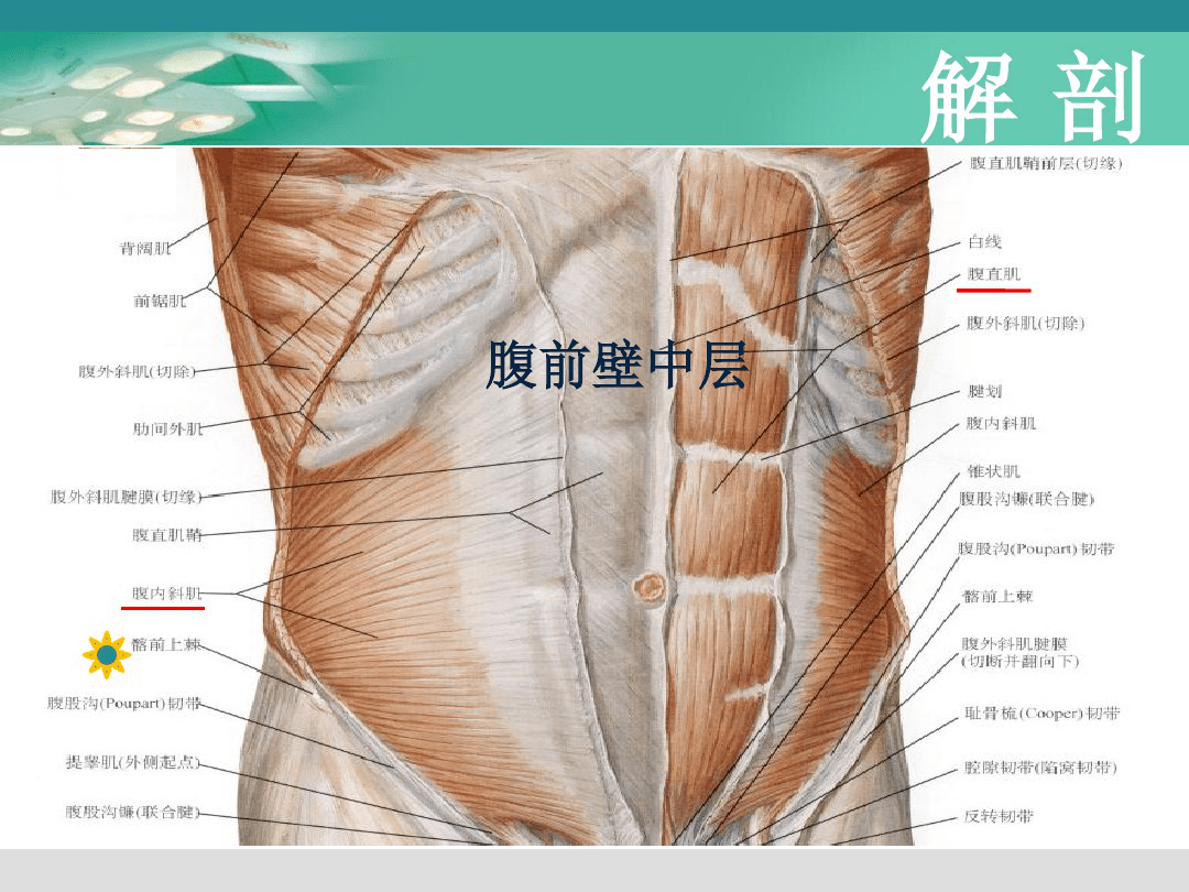 腹横平面阻滞解剖图图片