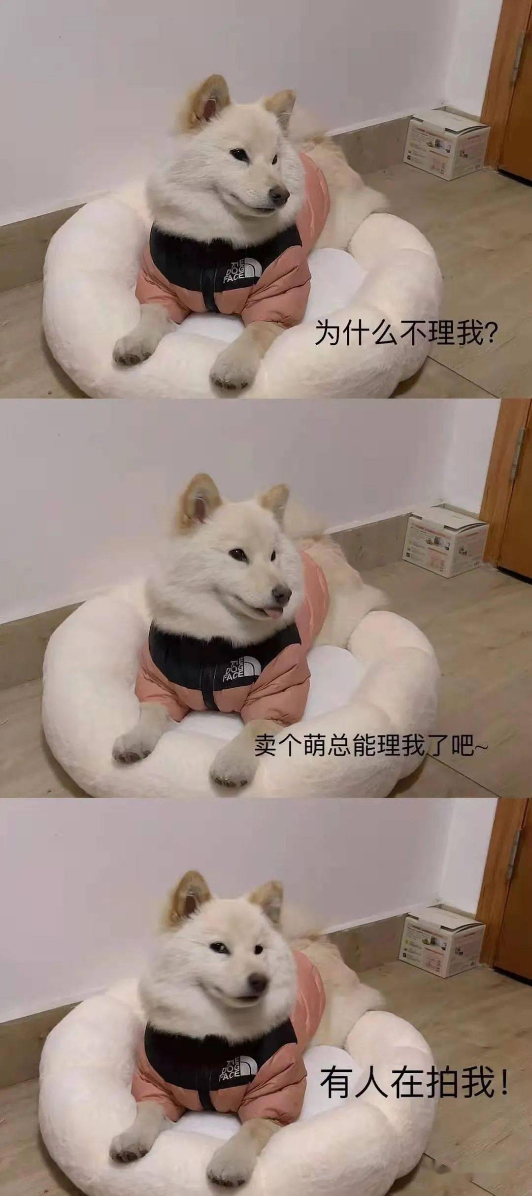 柴犬买家秀自制表情包