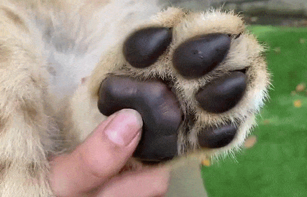 一起来探究自然界最完美的杀戮机器老虎的秘密吧