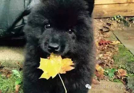 長個熊樣，對得起你爸媽嗎？ 萌趣萌寵 第15张