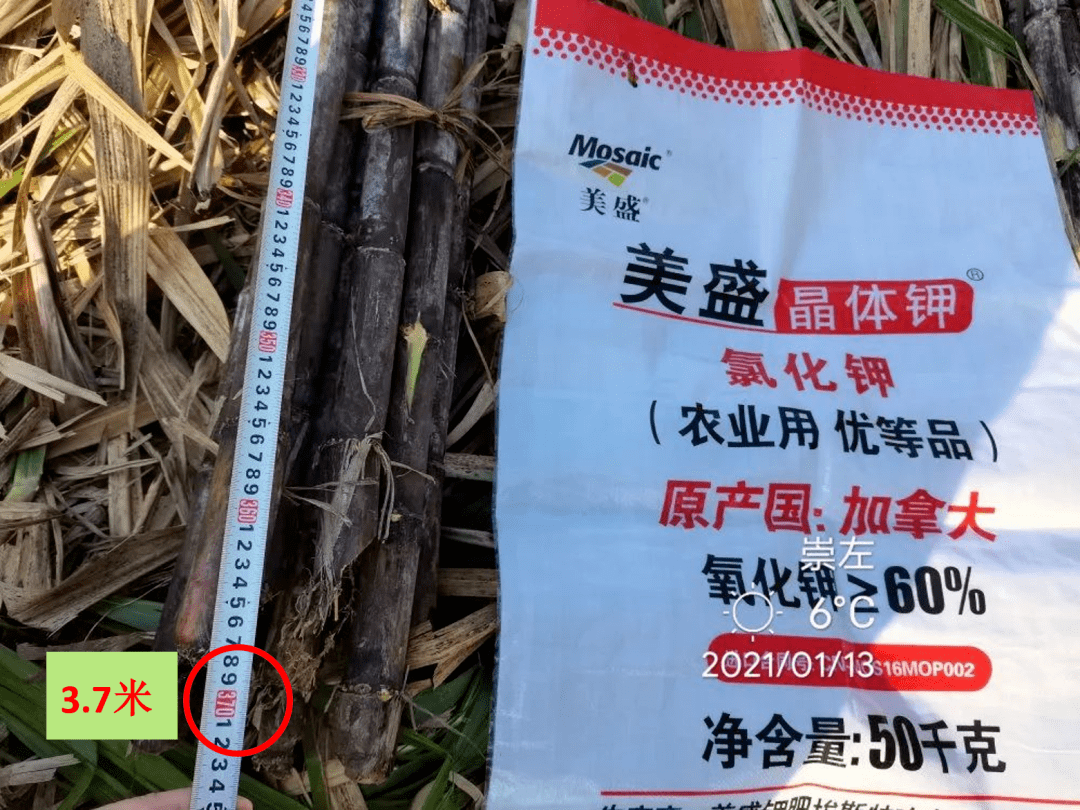 天等县飞鹰配肥站选择了美盛晶体钾作为配方肥的钾肥核心原料