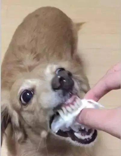 主人喂金毛狗狗吃最爱的棉花糖下一秒画面秒变惊悚片可怕
