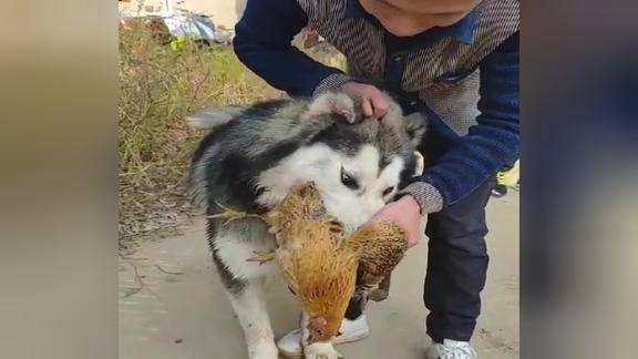 凭本事抓的鸡为什么要松口