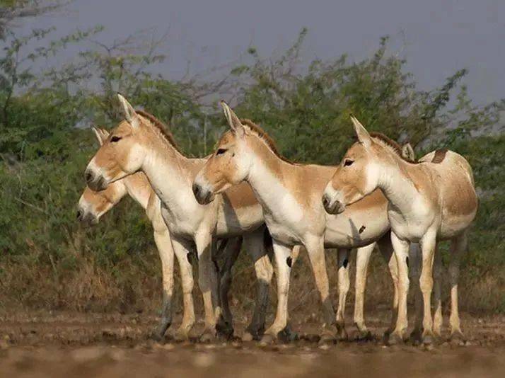 动物图册蒙古野驴