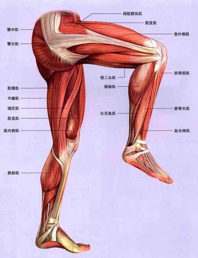 大腿正面的肌肉图片