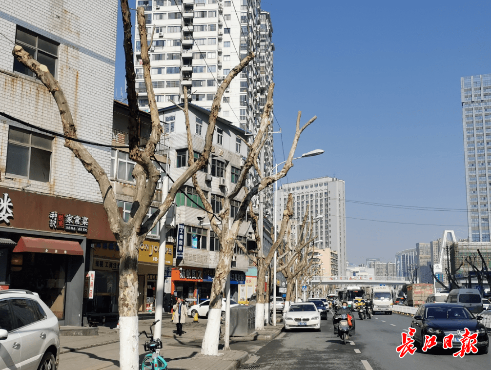 汉口沿街法桐被剃光头园林部门回应了