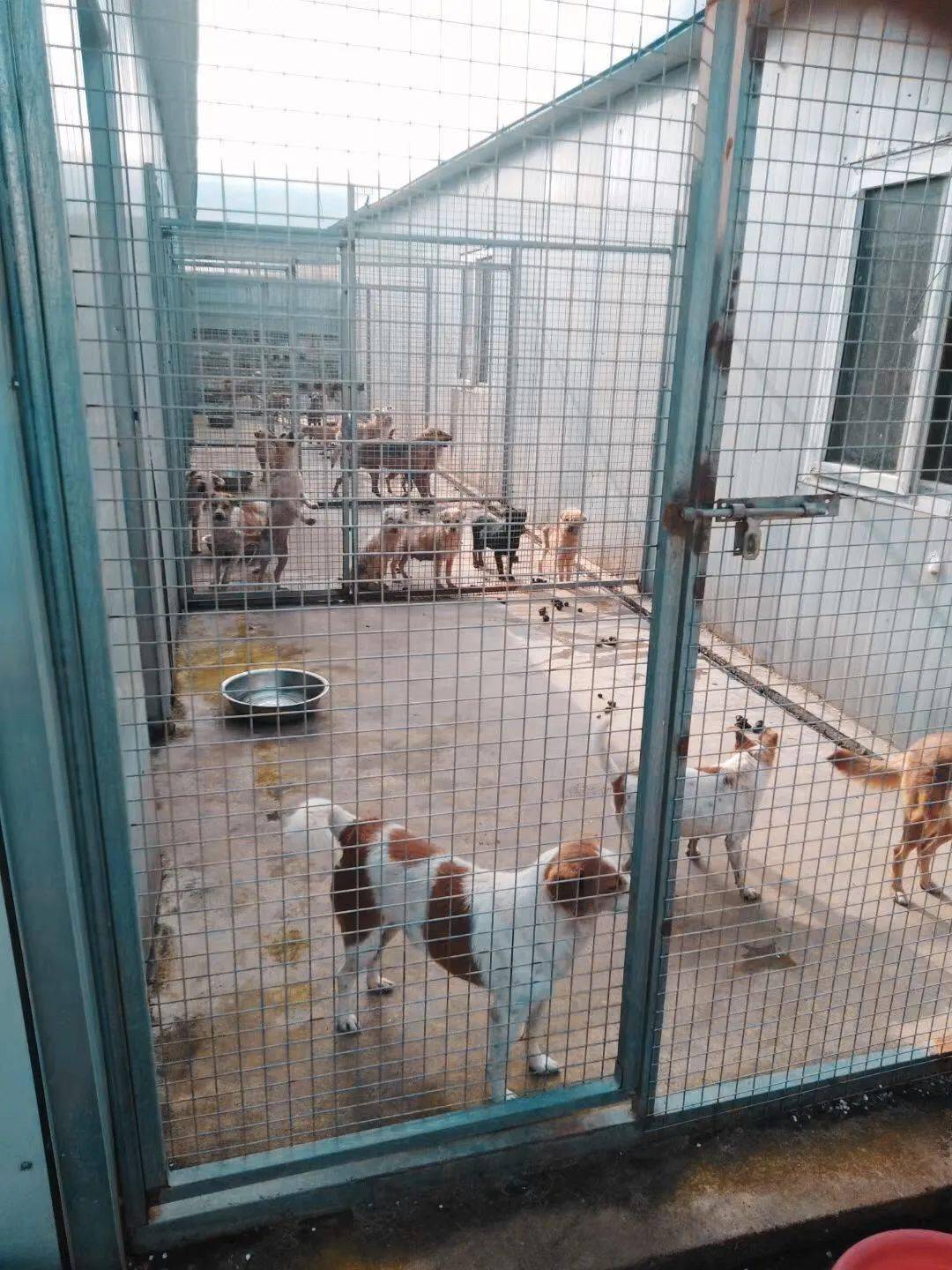 700 dogs need your help to survive this winter