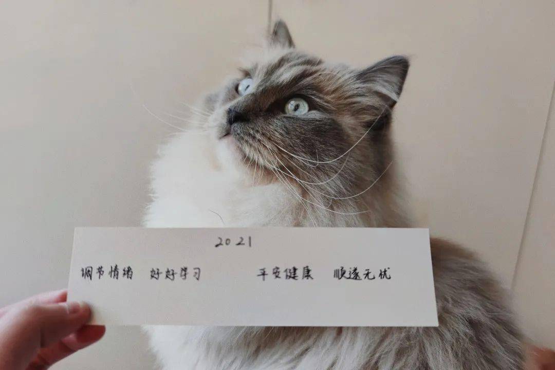 我们的2021新年愿望清单