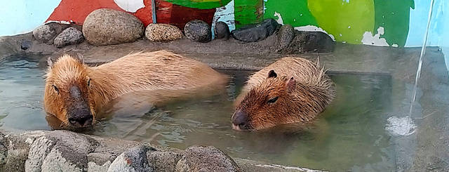 日本山梨县一公园雌雄水豚泡温泉 憨态可掬