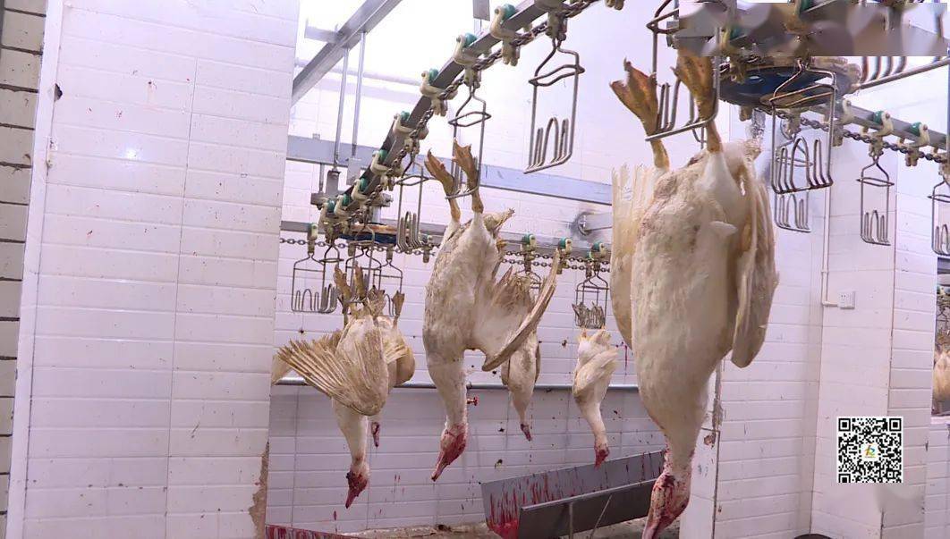 提醒开州城区活禽屠宰全面停止将集中到这个地方统一进行