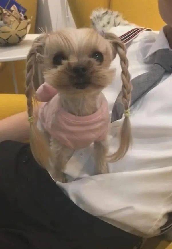 主人给狗狗梳小辫子呆萌可爱网友一看后清秀可人