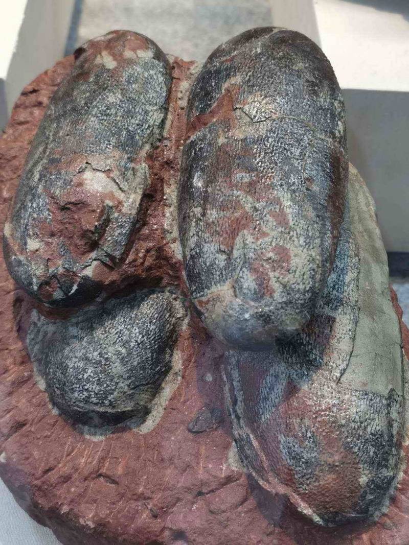 黄氏河源龙站起来了河源镇馆之宝黄氏河源龙模型全面完工并对外展出