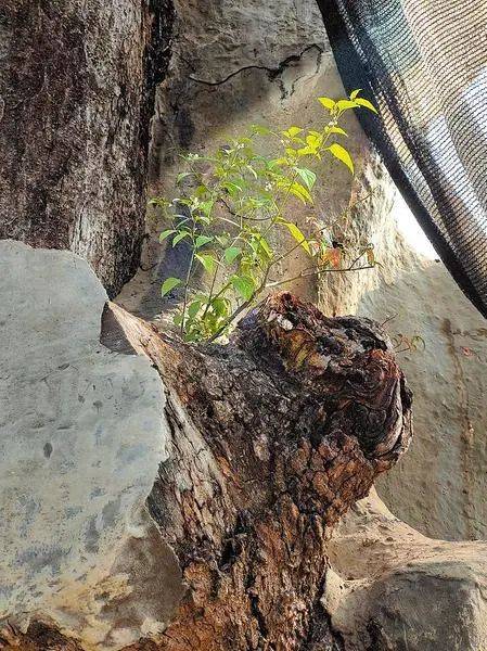 南宁405岁"扁桃王"高龄濒危,专家会诊抢救开药方,望救活!_古树