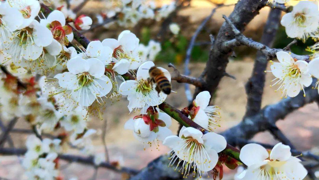 【美爆了】高埔"十里梅海",错过再等一年!_梅花