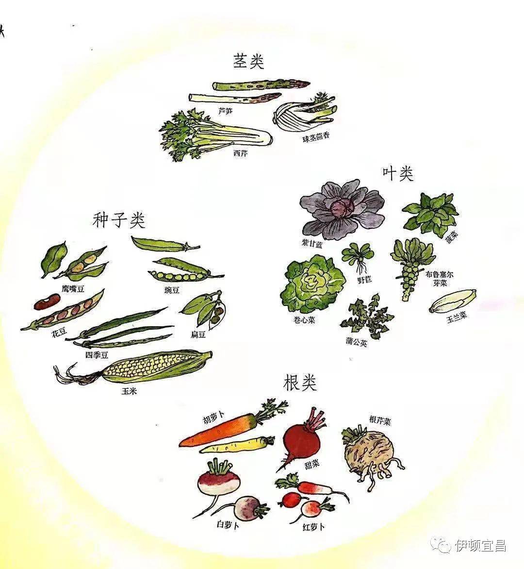 伊顿教学食物从哪里来星星班主题探究