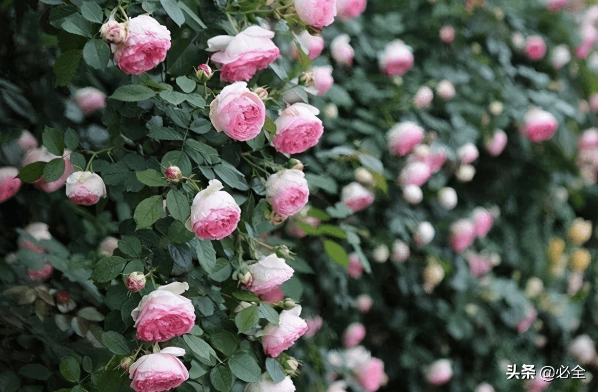 耐寒的十大藤本月季推荐