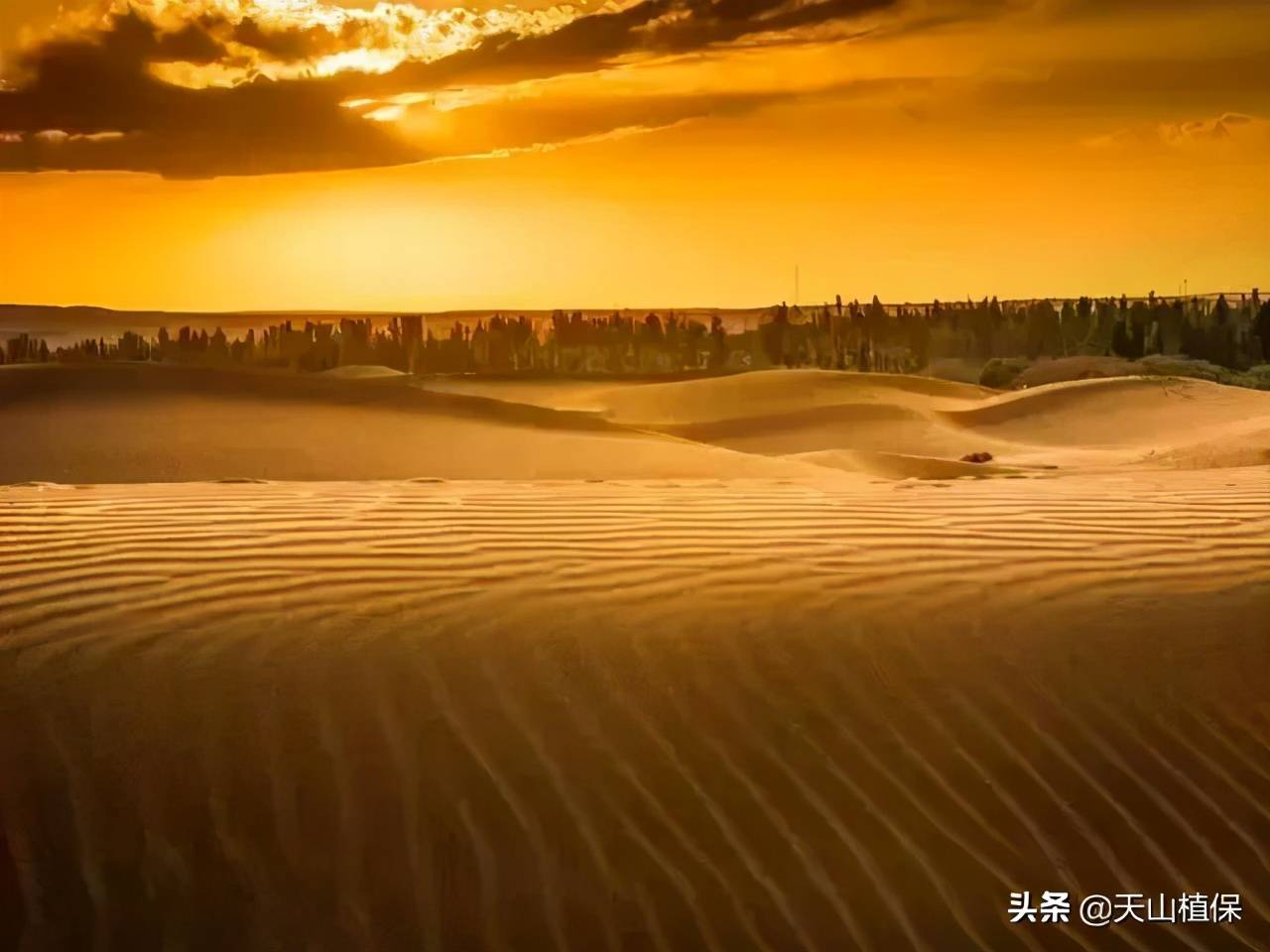 沙漠塔防-沙漠塔后日谈