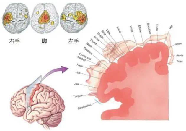 中枢-外周-中枢”闭环康复理论延伸篇①】各类中枢干预技术_运动前区