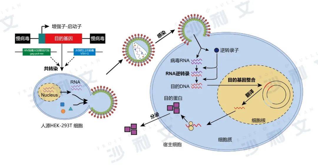 慢病毒结构图片