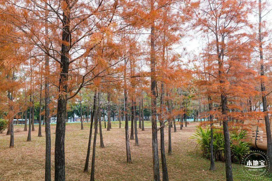 太美啦蓮花山公園落羽杉進入最佳觀賞期實拍圖來了