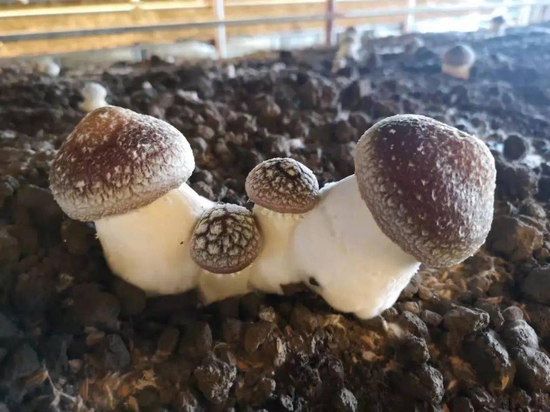 大球盖菇用上"地暖",让我们来瞧瞧是怎么回事?