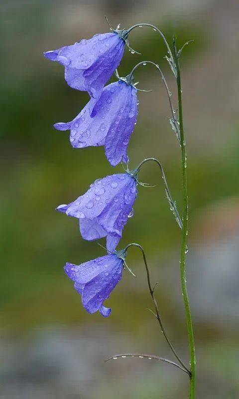 查茨沃斯庄园梦回傲慢与偏见