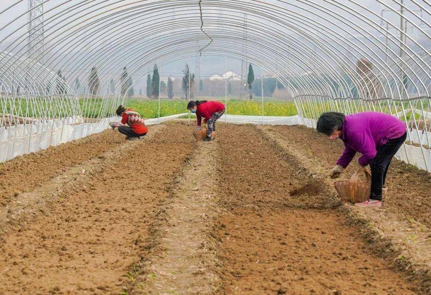 冬季农业生产气象服务寒冬余威虽犹在但春辣椒播种该提上日程了